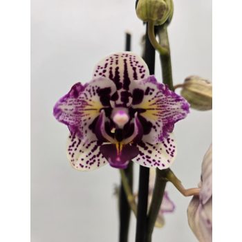   Phalaenopsis Lianher 'Happy Pearl' >pelóriás<