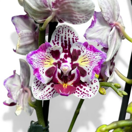 Phalaenopsis Lianher 'Happy Pearl' >pelóriás< (virág nélkül)