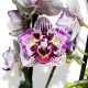 Phalaenopsis Lianher 'Happy Pearl' >pelóriás< (virág nélkül)