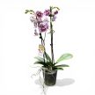 Phalaenopsis Lianher 'Happy Pearl' >pelóriás< (virág nélkül)