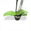 Phalaenopsis Lianher 'Happy Pearl' >pelóriás< (virág nélkül)