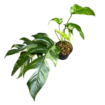 Epipremnum pinnatum ‘Variegata’ (Inplanted)