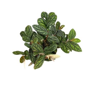 Pellionia pulchra (Inplanted) mini