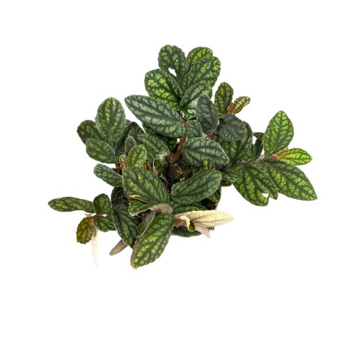 Pellionia pulchra (Inplanted) mini