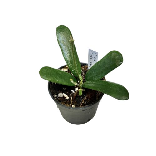 Hoya rotundiflora mini (Inplanted)