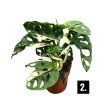 Monstera lechleriana 'Variegata'
