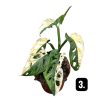 Monstera lechleriana 'Variegata'