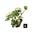 Monstera lechleriana 'Variegata'