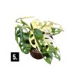 Monstera lechleriana 'Variegata'