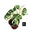 Monstera lechleriana 'Variegata'