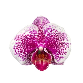Phalaenopsis 'OX Burgundy'