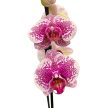 Phalaenopsis 'OX Burgundy'