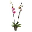 Phalaenopsis 'OX Burgundy'
