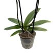 Phalaenopsis 'OX Burgundy'