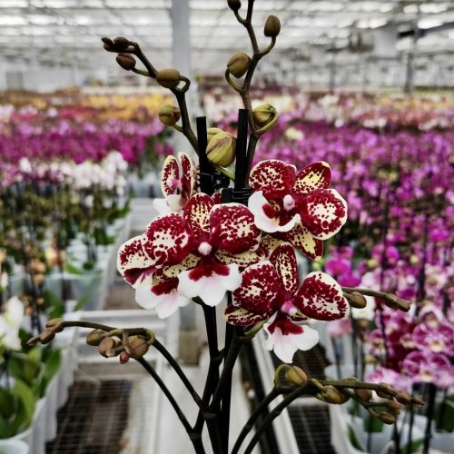 Phalaenopsis 'Chocolate Kiss'