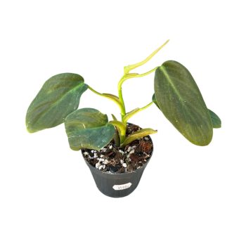 Philodendron gigas (Inplanted)