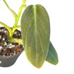 Philodendron gigas (Inplanted)