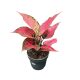 Aglaonema 