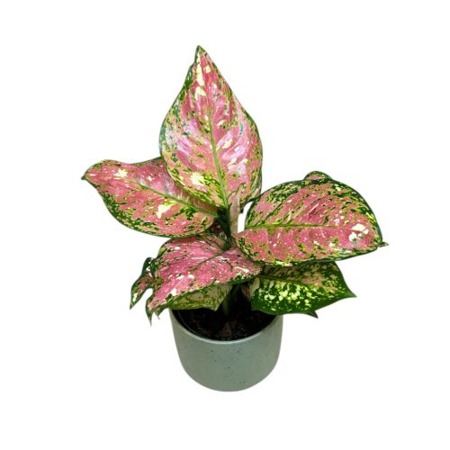 Aglaonema 'Jazzy Red'