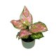 Aglaonema 'Jazzy Red'