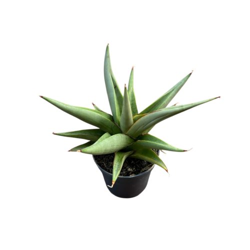 Sansevieria 'Chanin Crown' (Anyósnyelv)