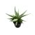 Sansevieria 'Chanin Crown' (Snakeplant)