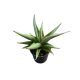 Sansevieria 'Chanin Crown' (Anyósnyelv)