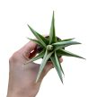 Sansevieria 'Chanin Crown' (Snakeplant)