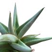 Sansevieria 'Chanin Crown' (Snakeplant)