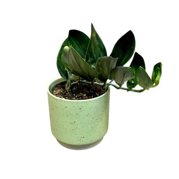 Scindapsus treubii 'Dark Form'