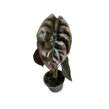 Alocasia cuprea 'Red Secret' (mini)