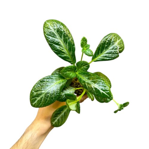 Episcia 'Jim's Spider' (Inplanted)