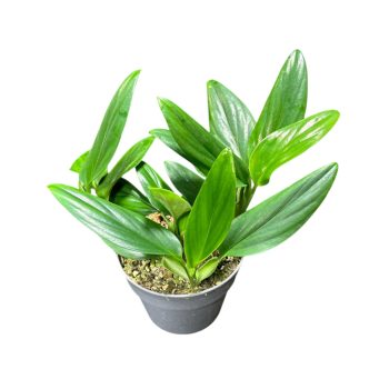 Monstera standleyana (Inplanted)