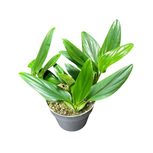 Monstera standleyana (Inplanted)