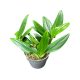 Monstera standleyana (Inplanted)