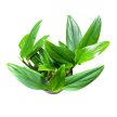Monstera standleyana (Inplanted)