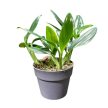 Monstera standleyana (Inplanted)