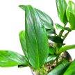 Monstera standleyana (Inplanted)