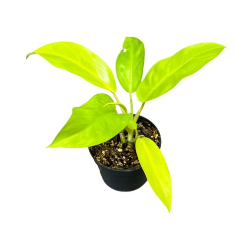 Philodendron 'Malay Gold' (Inplanted)