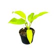 Philodendron 'Malay Gold' (Inplanted)