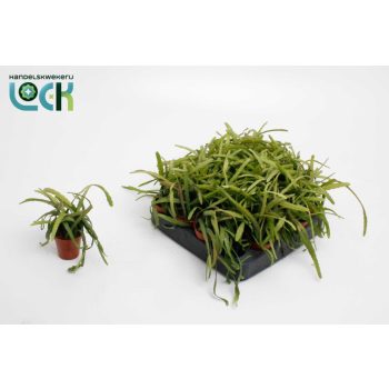 Lepismium bolivianum (mini)