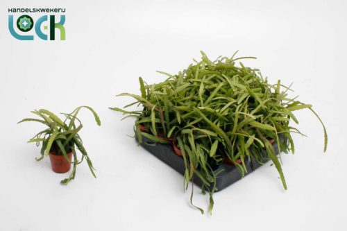 Lepismium bolivianum (mini)