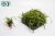 Lepismium bolivianum (mini)