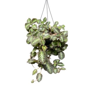   Episcia lilacina 'Blue Nile' (Grower's Select)