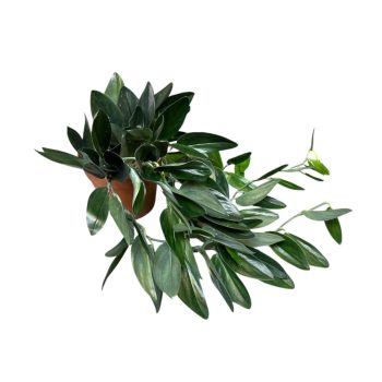 Scindapsus treubii 'Dark Form' 