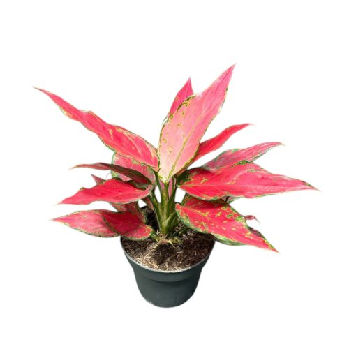 Aglaonema 'Cherry Baby'