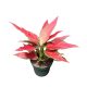 Aglaonema 'Cherry Baby'