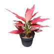 Aglaonema 'Cherry Baby'