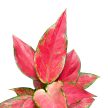 Aglaonema 'Cherry Baby'