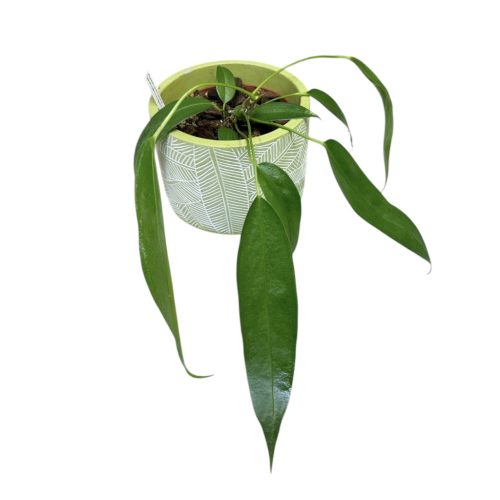 Anthurium wendlingeri